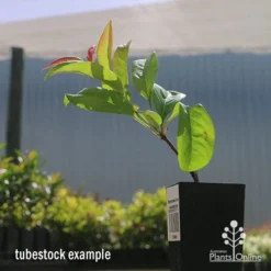 Chaenomeles Nivalis - Japanese Quince -Plant Collection Sales Shop apo nivalis quince tubestock2