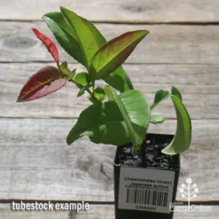 Chaenomeles Nivalis - Japanese Quince -Plant Collection Sales Shop apo nivalis quince tubestock 1