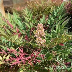 Nandina Obsession -Plant Collection Sales Shop apo obsession flowering