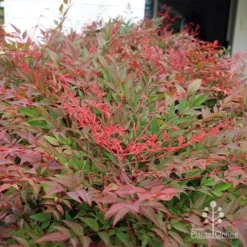 Nandina Obsession -Plant Collection Sales Shop apo obsession new growth