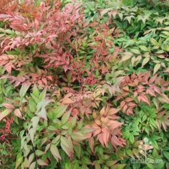 Nandina Obsession -Plant Collection Sales Shop apo obsession spring shades