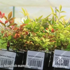 Nandina Obsession -Plant Collection Sales Shop apo obsession tubestock plants