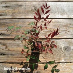 Nandina Obsession -Plant Collection Sales Shop apo obsession tubestock winter top