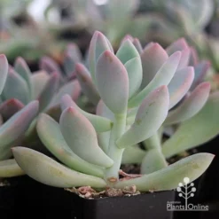 Graptoveria Opalina - Succulent -Plant Collection Sales Shop apo opalina colour shade