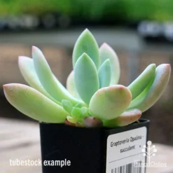 Graptoveria Opalina - Succulent -Plant Collection Sales Shop apo opalina tubestock colours