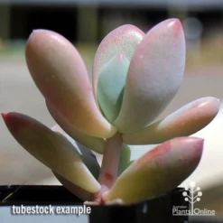 Graptoveria Opalina - Succulent -Plant Collection Sales Shop apo opalina tubestock 2
