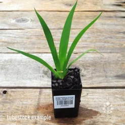 Anigozanthos Orange Cross - Kangaroo Paw -Plant Collection Sales Shop apo orange cross kangaroo paw tubestock