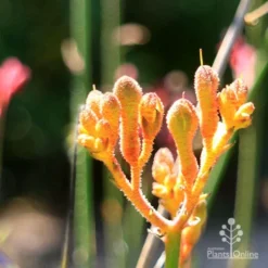 Plant Collection Sales Shop -Plant Collection Sales Shop apo orange cross paws sunlit