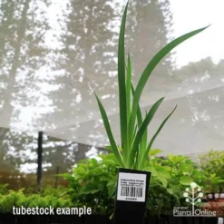 Anigozanthos Orange Cross - Kangaroo Paw -Plant Collection Sales Shop apo orange cross tubestock