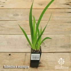 Anigozanthos Orange Cross - Kangaroo Paw -Plant Collection Sales Shop apo orange cross tubestock top