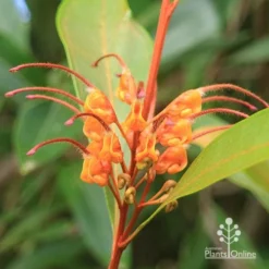 Grevillea Orange Marmalade -Plant Collection Sales Shop apo orange marmalade flower closeup