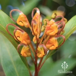 Grevillea Orange Marmalade -Plant Collection Sales Shop apo orange marmalade flower july