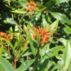 Grevillea Orange Marmalade -Plant Collection Sales Shop apo orange marmalade flowering