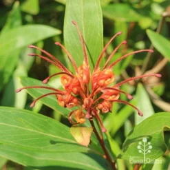 Grevillea Orange Marmalade -Plant Collection Sales Shop apo orange marmalade grevillea flower above
