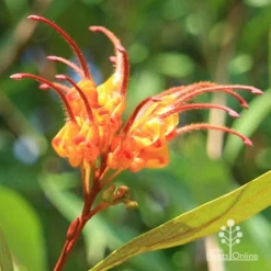 Grevillea Orange Marmalade -Plant Collection Sales Shop apo orange marmalade grevillea flower opening