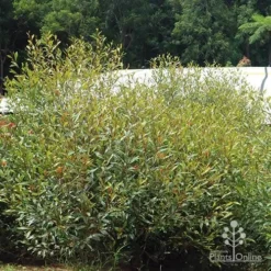 Grevillea Orange Marmalade -Plant Collection Sales Shop apo orange marmalade in nursery