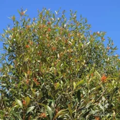 Grevillea Orange Marmalade -Plant Collection Sales Shop apo orange marmalade nursery bank2