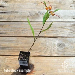 Grevillea Orange Marmalade -Plant Collection Sales Shop apo orange marmalade tubetock flowering