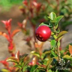 Syzygium Orange Twist - Lilly Pilly -Plant Collection Sales Shop apo orange twist berry