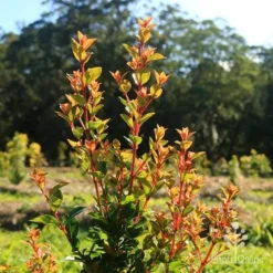 Syzygium Orange Twist - Lilly Pilly -Plant Collection Sales Shop apo orange twist nursery