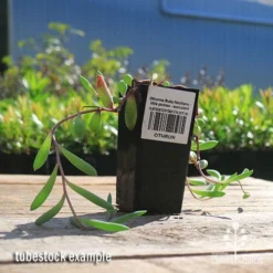 Featured Products -Plant Collection Sales Shop apo othonna ruby necklace tubestock