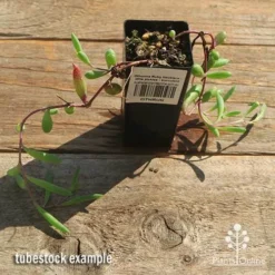 Othonna Ruby Necklace - Little Pickles - Succulent -Plant Collection Sales Shop apo othonna ruby necklace tubestock top