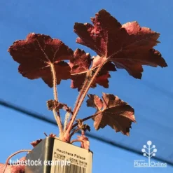 Heuchera Palace Purple - Coral Bells -Plant Collection Sales Shop apo palace purple colour beneath