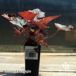 Heuchera Palace Purple - Coral Bells -Plant Collection Sales Shop apo palace purple heuchera tubestock