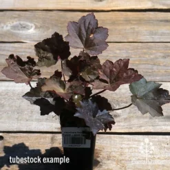 Heuchera Palace Purple - Coral Bells -Plant Collection Sales Shop apo palace purple heuchera tubestock top