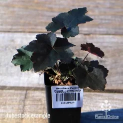 Heuchera Palace Purple - Coral Bells -Plant Collection Sales Shop apo palace purple tubestock top