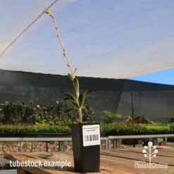 Kalanchoe Tomentosa – Panda Plant - Succulent -Plant Collection Sales Shop apo panda plant tubestock tall