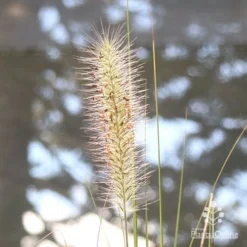 Pennisetum Alopecuroides - Swamp Fountain Grass -Plant Collection Sales Shop apo pennisetum alopec awn 2