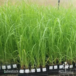 Pennisetum Alopecuroides - Swamp Fountain Grass -Plant Collection Sales Shop apo pennisetum alopecuroides large