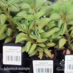 Peperomia Dolabriformis - Prayer Pepper - Succulent -Plant Collection Sales Shop apo peperomia dolab tubestock