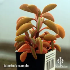 Peperomia Dolabriformis - Prayer Pepper - Succulent -Plant Collection Sales Shop apo peperomia dolabrifolia winter colour