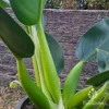 Philodendron Fat Boy