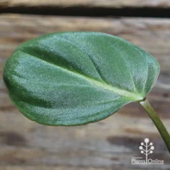 Philodendron Gloriosum - Velvet Philodendron -Plant Collection Sales Shop apo philodendron gloriosum sparkly leaf