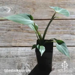 Philodendron Gloriosum - Velvet Philodendron -Plant Collection Sales Shop apo philodendron gloriosum tubestock