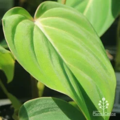 Philodendron Gloriosum - Velvet Philodendron -Plant Collection Sales Shop apo philodendron gloriosum velvety