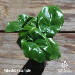 Philodendron Super Atom -Plant Collection Sales Shop apo philodendron super atom tubestock top