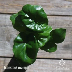 Philodendron Super Atom -Plant Collection Sales Shop apo philodendron super atom tubestock top2