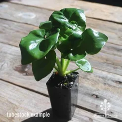 Philodendron Super Atom -Plant Collection Sales Shop apo philodendron super atom tubestock2
