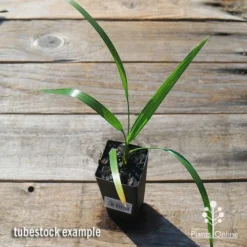 Phoenix Roebelenii - Dwarf Date Palm -Plant Collection Sales Shop apo phoenix palm tubestock top 1