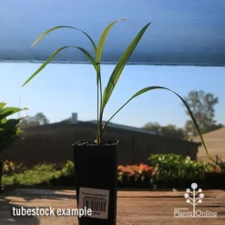 Phoenix Roebelenii - Dwarf Date Palm -Plant Collection Sales Shop apo phoenix palm tubestock 1
