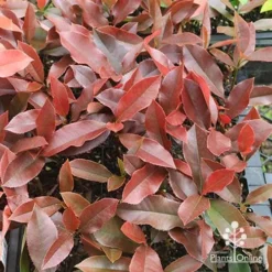 Photinia Black Jack -Plant Collection Sales Shop apo photinia black jack