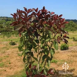 Photinia Black Jack -Plant Collection Sales Shop apo photinia black jack bush
