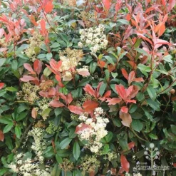 Photinia Red Robin -Plant Collection Sales Shop apo photinia flowers red leaves