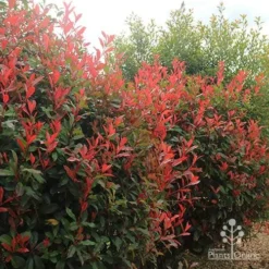 Photinia Red Robin -Plant Collection Sales Shop apo photinia hedge offices