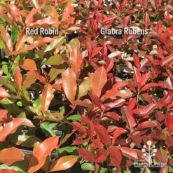 Photinia Red Robin -Plant Collection Sales Shop apo photinia red robin glabra rubens 1