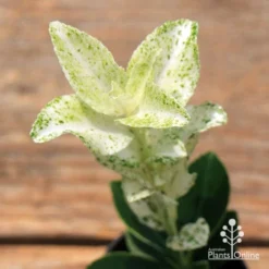 Euonymus Pierrolino - Variegated Spindle -Plant Collection Sales Shop apo pierrolino euonymus 1